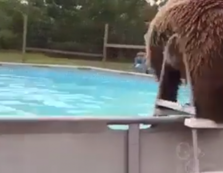 „Dieser Bär liebt den Pool“