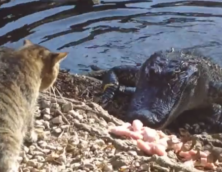 „Katze gegen Krokodil“