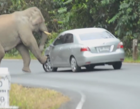 „Dieser Elefant spielt mit einem Auto“