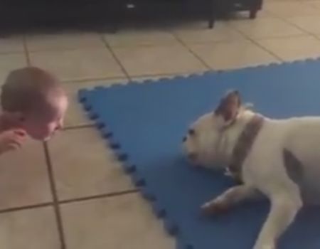 Virales Video „Dieser Hund bringt Babys zum Lachen“