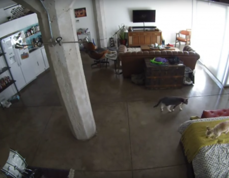 Virales Video „Katze verbietet Hund den Mund“