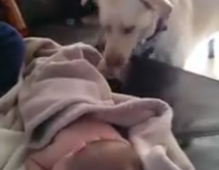 Virales Video „Fürsorglicher Hund kümmert sich um ein Baby“