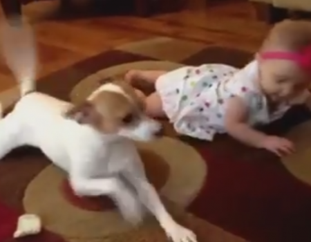 „Hund krabbelt mit einem Baby“