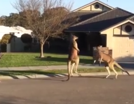 Virales Video „Kängurus kämpfen gegeneinander“