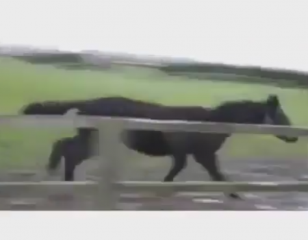 „Pferd zeigt Sprungkünste“