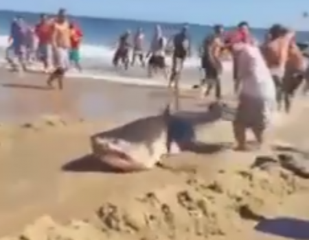 Virales Video „Touristen retten weißen Hai“