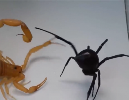Virales Video „Todeskampf einer schwarzen Spinne gegen Skorpion“
