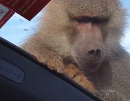 Virales Video „Affe attackiert Mann im Auto, Affen-Attacke auf Mallorca“