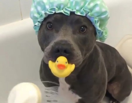 Virales Video „Hund im süßen Baby-Outfit in der Badewanne“