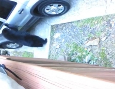 Virales Video „Junger Bär bricht in ein Auto ein“