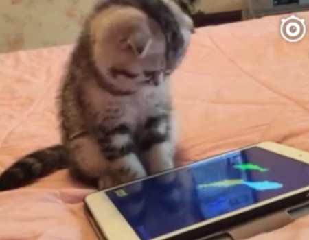 Virales Video „Katze spielt niedlich auf dem iPad Spiele“