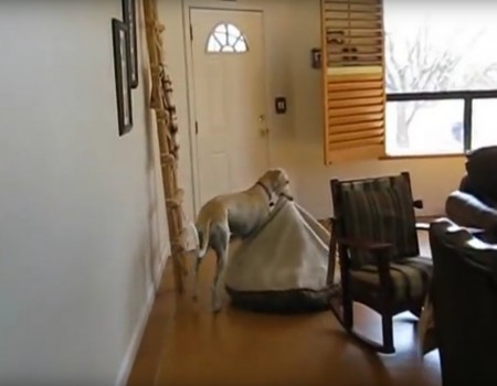 Virales Video „Hund trägt Schlafplatz zur Sonne und erhält 1 Million Klicks“