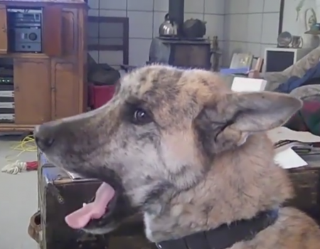 Virales Video „Der berühmte sprechende Hund im Internet“