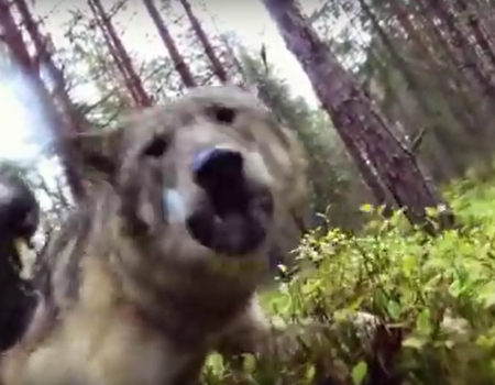 Virales Video „Zwei Wölfe attackieren einen Hund“