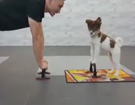 Virales Video „Hund macht Fitnessübungen“