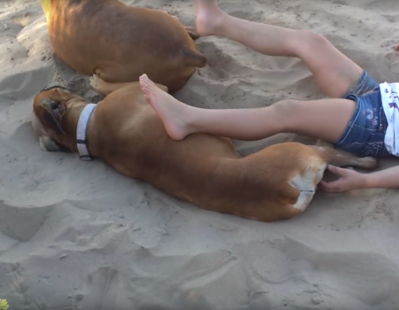 Virales Video „Hunde und Karma“