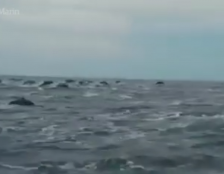 Virales Video „Hunderte Delphine auf der Reise“