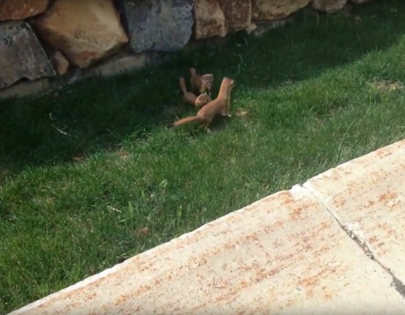 Virales Video „Baby-Frettchen folgen ihrer Mutter“