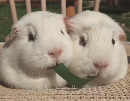 Virales Video „Lustige Hamster“