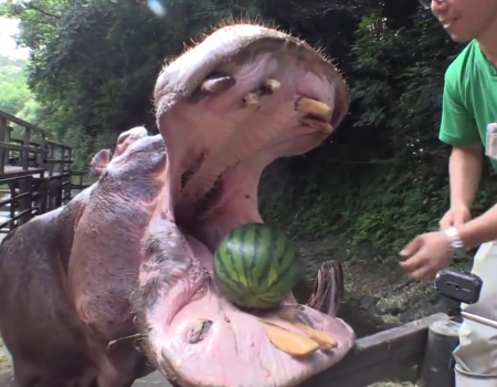 Virales Video „Nilpferd zerquetscht Wassermelone“