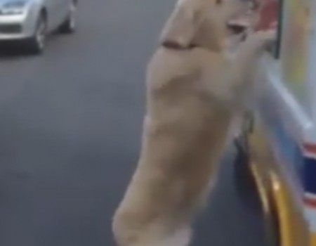 Virales Video „Hund holt Eis beim Eismann um die Ecke“