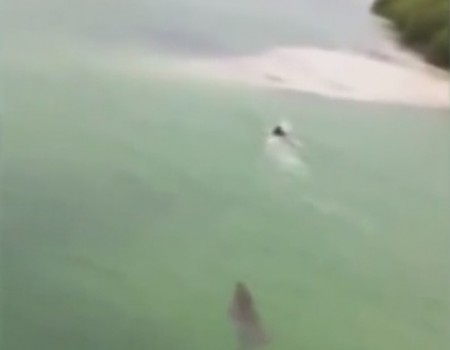 Virales Video „Horrorszenario, Krokodil verfolgt Mensch beim Schwimmen“