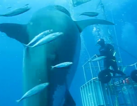 Virales Video „Der größte Hai, der jemals gefilmt wurde“