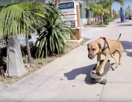 Virales Video „Hund fährt Skateboard“