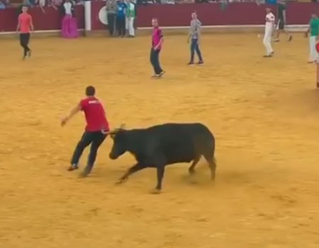 Virales Video „Von einem Stier ausgezogen werden“