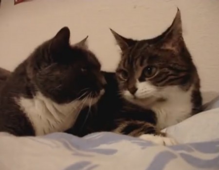 Virales Video „Zwei Katzen sprechen miteinander“