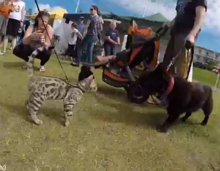 Virales Video „Katze trifft auf 50 Hunde und wird zur Instagram-Beliebtheit“