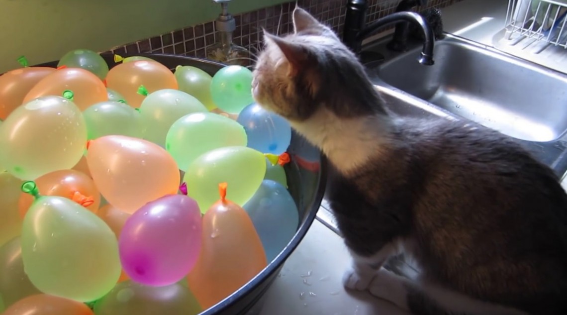 Virales Video „Katze lässt Wasserbomben platzen“