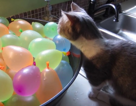 Virales Video „Katze lässt Wasserbomben platzen“