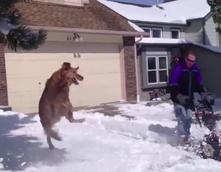 Virales Video „Hund erfreut sich am ersten Schnee des Jahres und generiert 7 Millionen Klicks“
