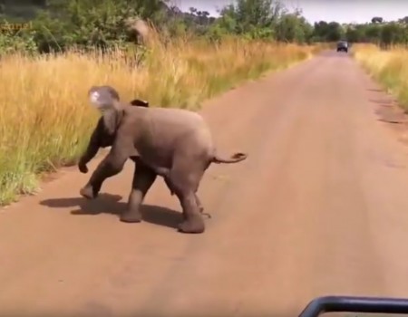 Virales Video „Baby-Elephant sieht zum ersten Mal Menschen“