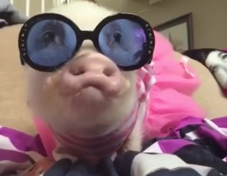 Virales Video „Dieses Schwein hat seinen eigenen Fashionblog“