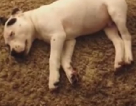 Virales Video „Hund furzt und wacht auf – tolle Selbstweckmethode“
