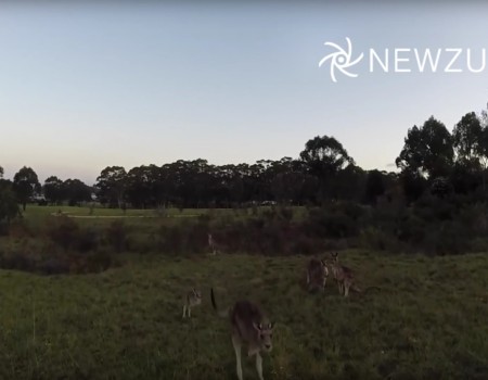 Virales Video „Känguru holt Drohne vom Himmel“