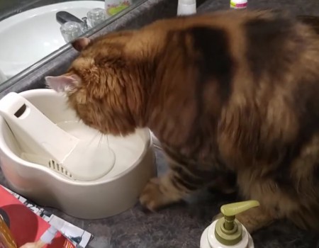 Virales Video „Witzige Katze gräbt offenbar nach Wasser“