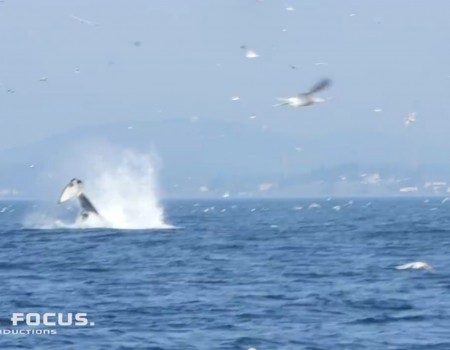 Virales Video „Orca-Wal wirft Seemöwe mit der Schwanzflosse in die Höhe“