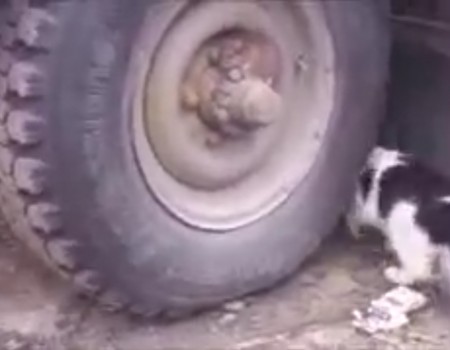 Virales Video „Maus versteckt sich vor einer Katze“