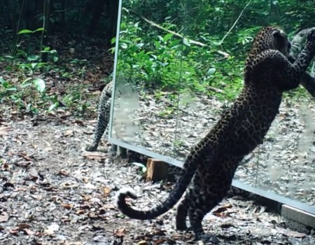 Virales Video „Wilde Tiere sehen sich selbst im Spiegel und erreichen 30 Millionen Klicks“