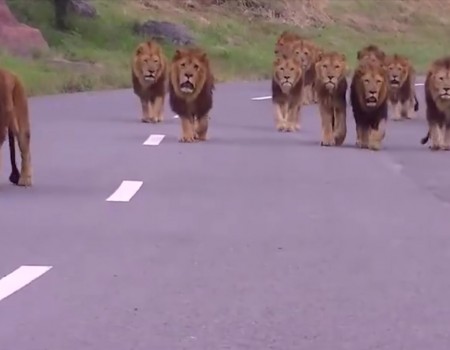Virales Video „Knapp 20 Löwen bei einer Touristenführung erhalten über 7 Millionen Videoviews“