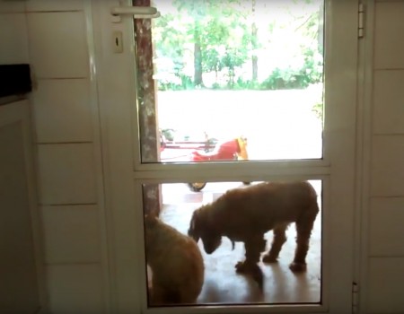 Virales Video „Kann eine Katze Türen öffnen? – Sesam öffne dich!“