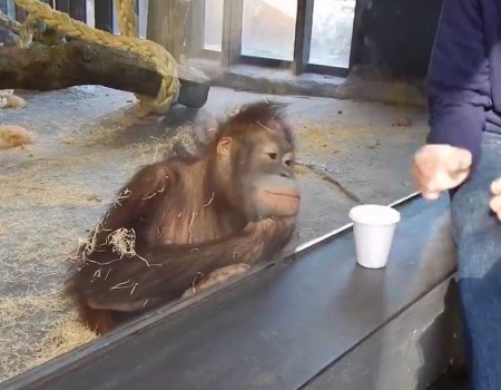 Virales Video „Zaubertrick mit niedlichem Affen erhält über 31 Millionen Klicks“