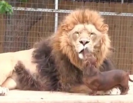 Virales Video „Dackel schleckt Löwe ab und wird mehr als 1 Million Mal bei Facebook geteilt“
