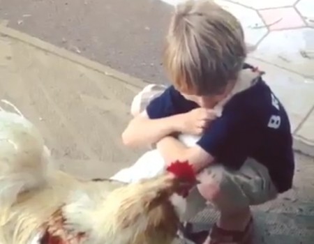 Virales Video „Ein Huhn schmust mit einem Jungen und wird millionenfach angeklickt“