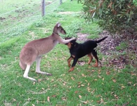 Virales Video „Känguru streichelt Hund und erhält 6 Millionen Aufrufe“