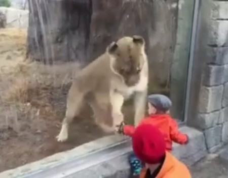 Virales Video „Weiblicher Löwe möchte mit einem kleinen Kind spielen mit 15 Millionen Videoaufrufen“
