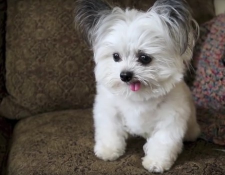 Virales Video „Hund streckt die Zunge raus und erhält Auftritt im Fernsehen“